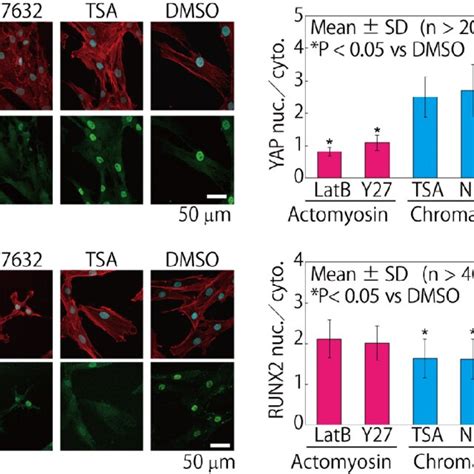 Cellular Factors Affecting A YAP And B RUNX2 Nuclear Cytoplasmic