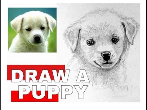 Realistic Simple Puppy Drawing - bmp-cheerio