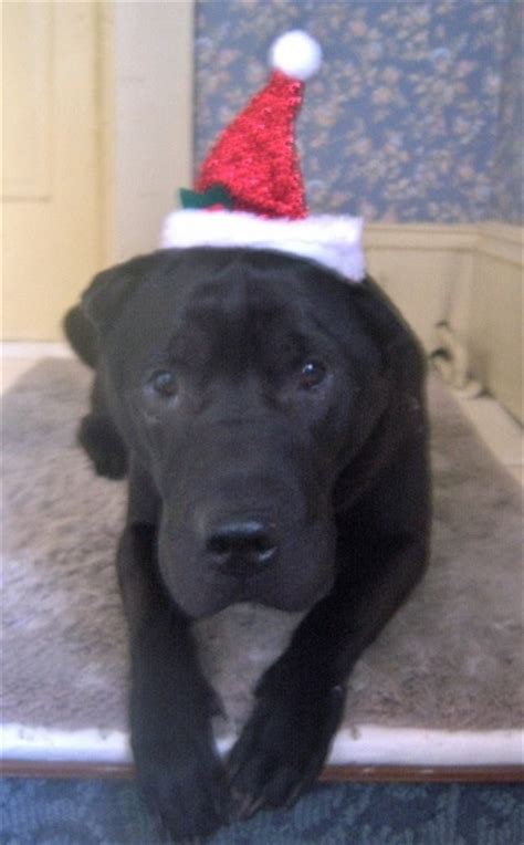 Black Shar Pei Looks Like My Winnie Cute Animals Dog Cat Chinese