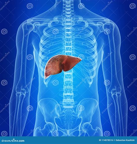 The Human Liver Stock Illustration Illustration Of Frontal 114078516