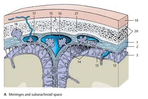 Arachnoid Mater - Brain's Meninges