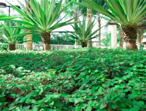 Quando Regar Dinheiro Em Penca Entenda Os Cuidados A Planta