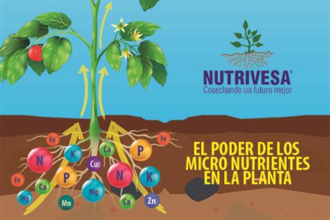 Diferencia Entre Macronutrientes Y Micronutrientes En Las Plantas Hot