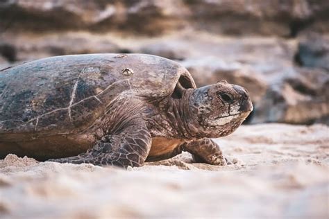 Queensland Turtle Hatching Season Guide | Queensland