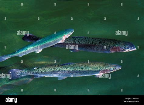 Truites Regenbogenforelle Rainbow Trout Redband Trout Oncorhynchus