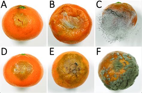 Symptoms of Mucor rot (A-C) and gray mold (D-F) on mandarin fruit.... | Download Scientific Diagram