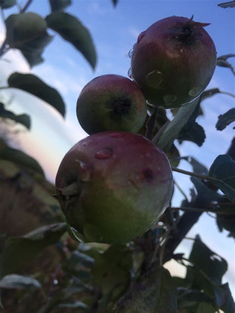 Fameuse Apple General Fruit Growing Growing Fruit