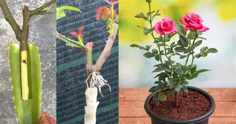 Cultivando Hermosas Rosas La Magia Simple De Propagar Rosas Rojas Con