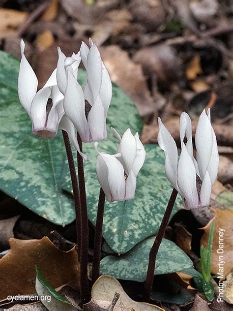 Cyclamen Balearicum Cyclamen Society