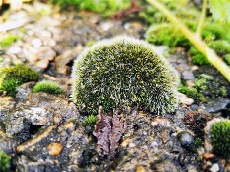 Beautiful Green Moss On Stones Moss Close Up Macro Beautiful