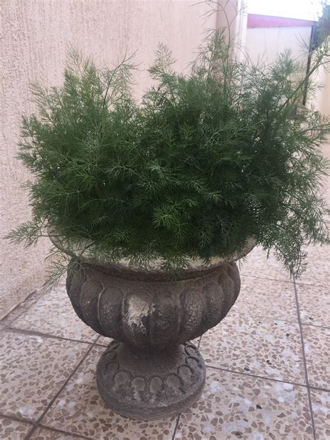 First dill plant a success! : gardening