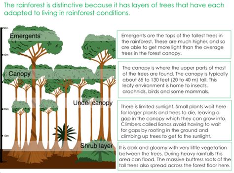 Ecosystems The Living World Aqa Geography Lesson 4 Characteristics Of Tropical Rainforests