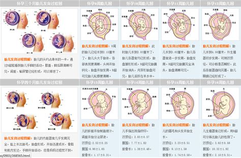 胎儿每月的发育过程图 千图网