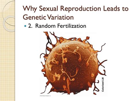 Ppt Cellular Reproduction Powerpoint Presentation Free Download Id 2567722