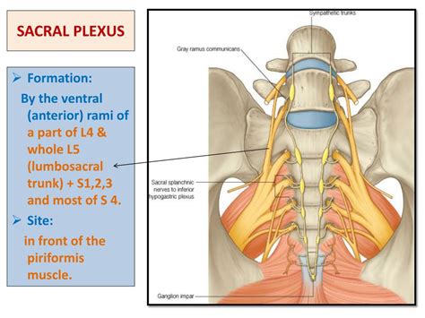 PPT - SACRAL PLEXUS FEMORAL & SCIATIC NERVES PowerPoint Presentation ...