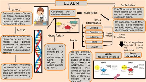 Cientificos Sucre Mapa Conceptual Adn The Best Porn Website