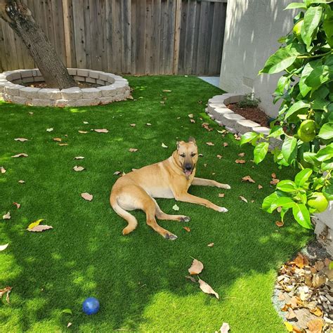 Creative Upgrades For The Best Artificial Grass For Dogs In Stockton