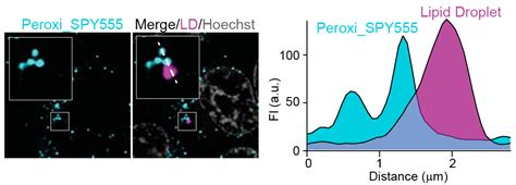 Peroxi Spy Peroxisome Live Cell Probe Spirochrome