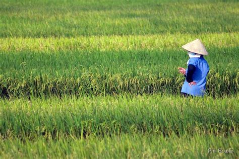 "Padi field just outside Hanoi, Vietnam." by Phil Bower | Redbubble