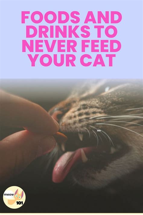 Food To Never Feed Your Cat Infographic Best Cat Food Healthy Cat