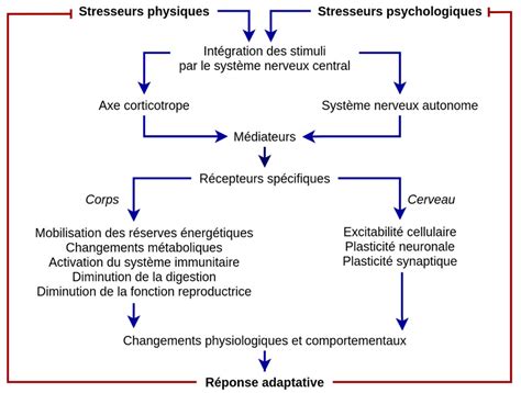 Stress Fonctionnement Et M Thodes De Gestion Chez L Homme