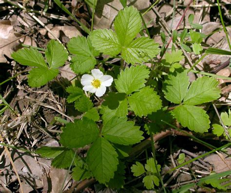 Wild strawberry facts and health benefits