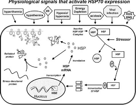 Hsp Heat Shock Proteins Semantic Scholar