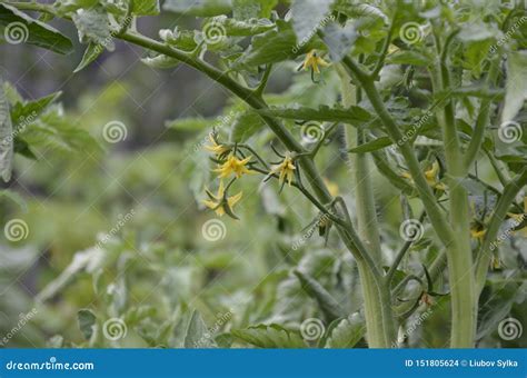 Flores Amarillas De Los Tomates Florecientes Listos Para La