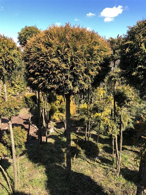 Купить тую на штамбе формированную в шар в Минске