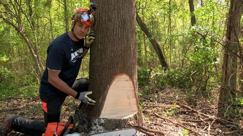 How To Fell A Tree With A Chainsaw Youtube Stump Removal Tree