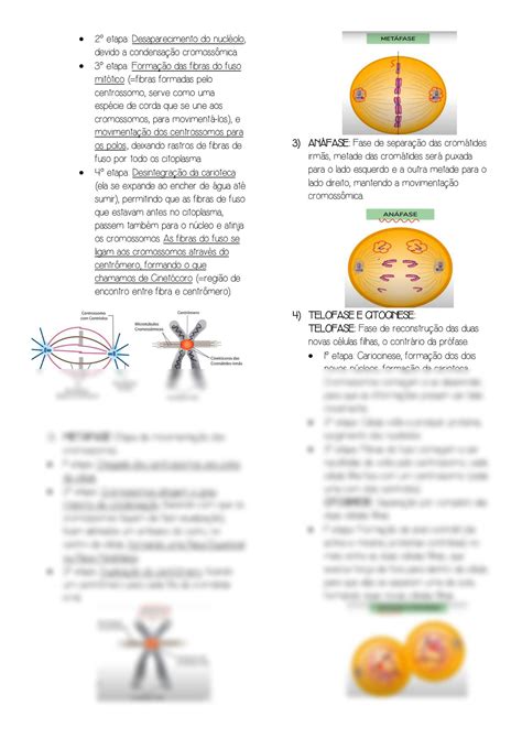 Solution Mitose E Meiose Studypool