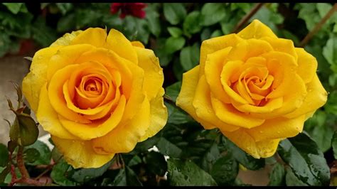 Cây Hoa Hồng Vàng đẹp Như Nữ Hoàng Beautiful Yellow Rose Like A Queen