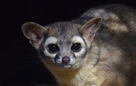 ringtail lehigh valley zoo
