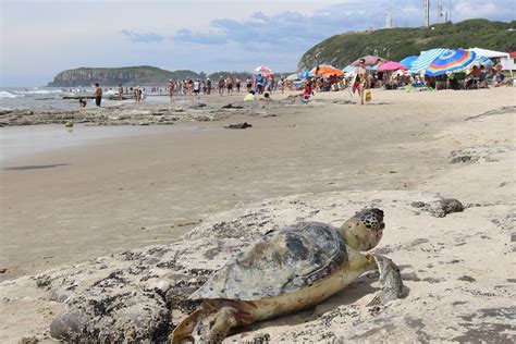 ICMBio emite comunicado após tartaruga verde ser encontrada morta na