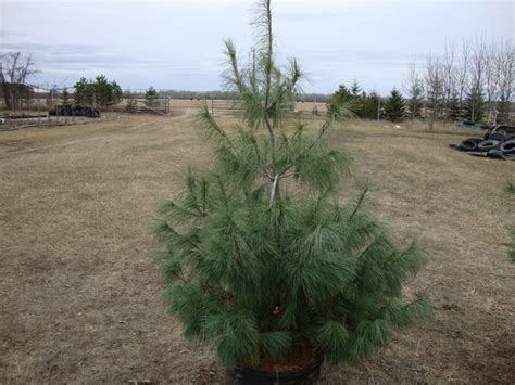 Baker Lake Nursery Products Conifer Trees Minnesota Pinus Strobus