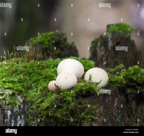 Puffball Mushrooms On A Stump Lycoperdon Pyriforme In A Moss Stock