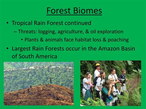 PPT - Forest Biomes PowerPoint Presentation, free download - ID:2197459