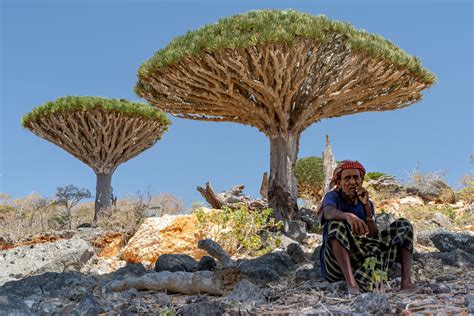 Socotra Ecological Paradise In The Crosshairs Of Conflict Inertia