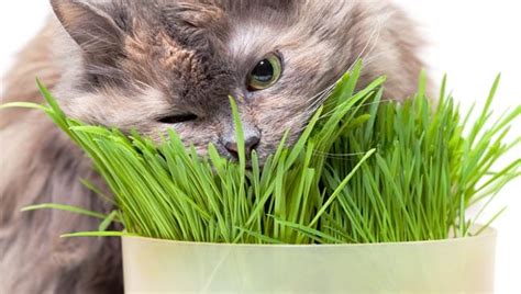 Cat Grass - Benefits of Cat Grass For cats - Cat-World