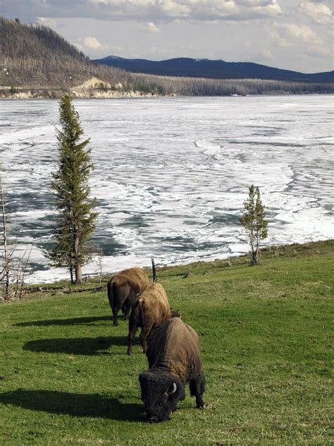 Yellowstone Named the First National Park on This Day in 1872 | JAQUO ...