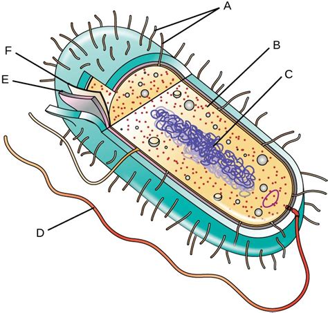 Bacteria Cell Diagram - ClipArt Best