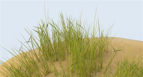 D Sand Dunes With Grass Dune Turbosquid