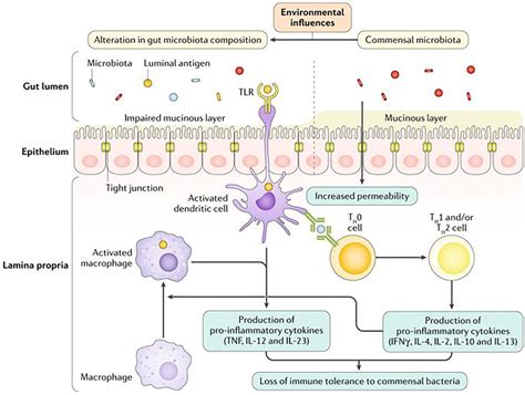 The Inflammatory Cascade In Inflammatory Bowel Disease Ifn