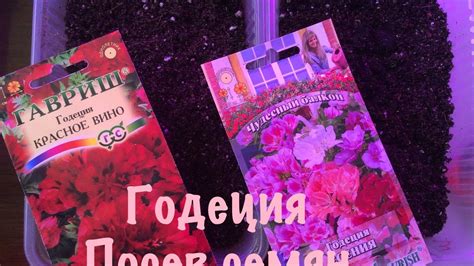 ГОДЕЦИЯ .ПОСЕВ СЕМЯН ГОДЕЦИИ НА РАССАДУ. - YouTube