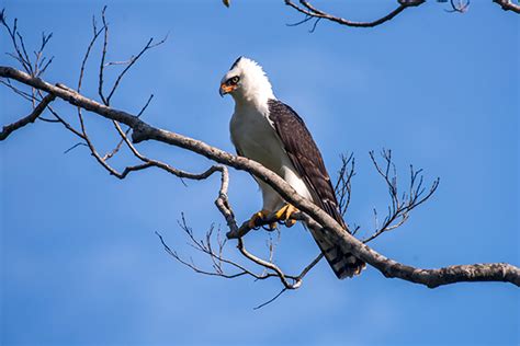 Bird - Black-and-white Hawk-eagle | Colombian Birds