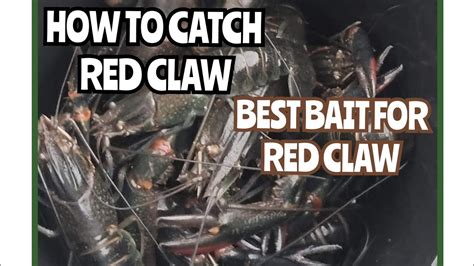 How To Catch Red Claw Best Bait For Red Claw Boondooma Dam