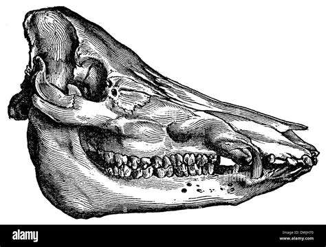 Pig Skull High Resolution Stock Photography And Images Alamy