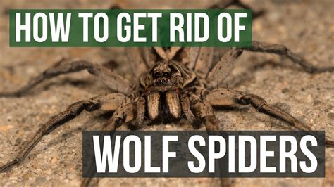 How To Get Rid Of Wolf Spiders In Basement Openbasement