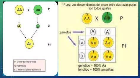 Las Tres Leyes De Mendel PPT