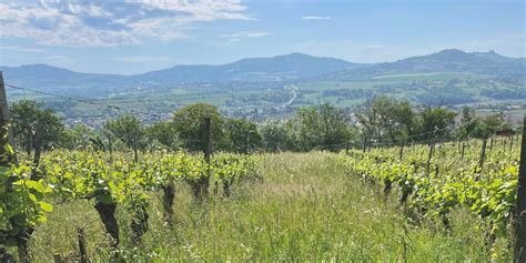 Wines Of The Loire Valley Book Extract